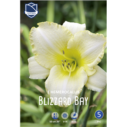 Лилейник Близард Бей