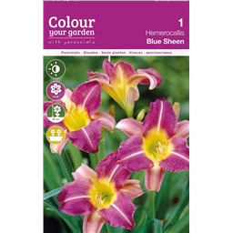 Лилейник Блю Шин