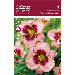 Лилейник Даринг Десепшен