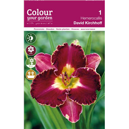 Лилейник Дэвид Кирхофф