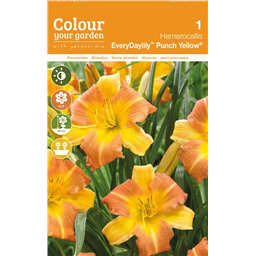 Лилейник Эвери Дейлили