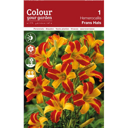 Лилейник Франс Халс