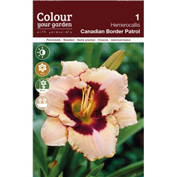 Лилейник Кэнэдиен Бордер Пэтрул