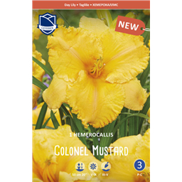 Лилейник Колонел Мастард