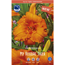 Лилейник Май Регги Тайгер