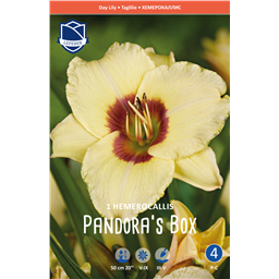 Лилейник Пандорас Бокс