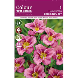 Лилейник Сайлом Нью Той