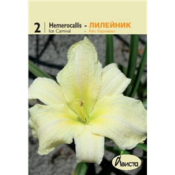 Лилейник Айс Карнавал