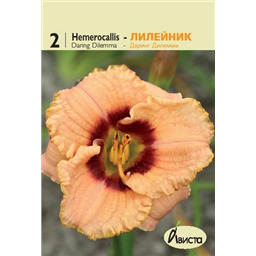 Лилейник Даринг Димма