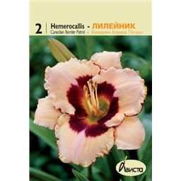 Лилейник Кэнедиен Бордер Пэтрул