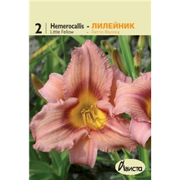 Лилейник Литтл Феллоу