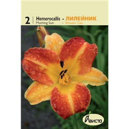 Лилейник Монинг Сан