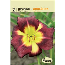 Лилейник Найт Бекон