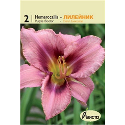 Лилейник Пепл Биколор