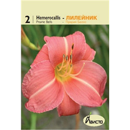 Лилейник Прерия Беллс