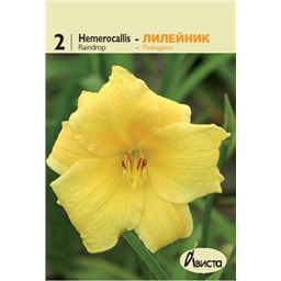 Лилейник Рейндроп