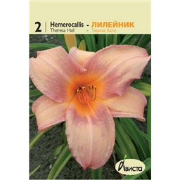 Лилейник Тереза Халл