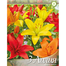 Лилии Смесь Азиатских 