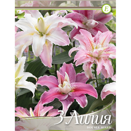 Лилии Смесь Махровых