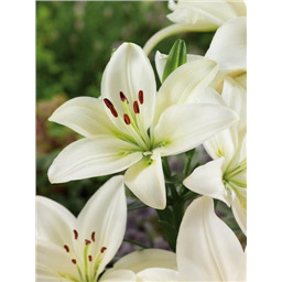 Лилия Доросо