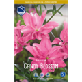 Лилия Кэнди Блоссом