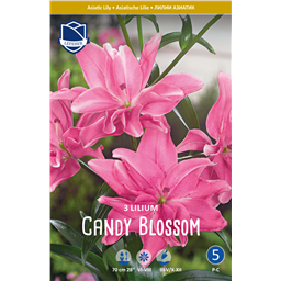 Лилия Кэнди Блоссом
