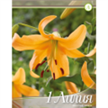 Лилия Оранж Спейс