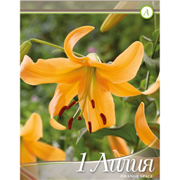 Лилия Оранж Спейс