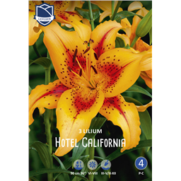 Лилия Отель Калифорния