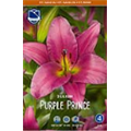 Лилия Парпл Принц 