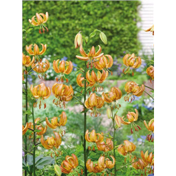 Лилия Пеппард Голд мартагон