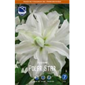 Лилия Полар Стар