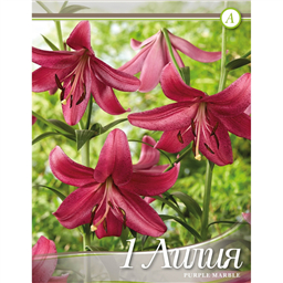 Лилия Пурпл Марбл