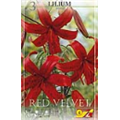 Лилия Рэд Велвет