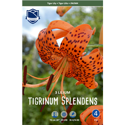 Лилия Спленденс