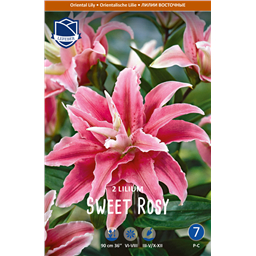 Лилия Свит Рози