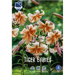 Лилия Тайгер Бэбис