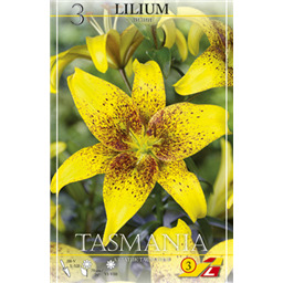 Лилия Тасмания