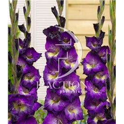 Лола Мантез