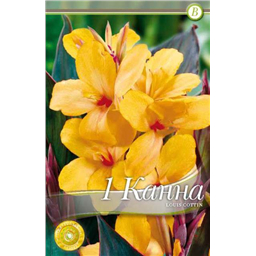 Луис Коттон