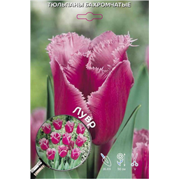 Тюльпан Бахромчатый Лувр
