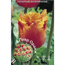 Тюльпан Бахромчатый Лувр Оранж