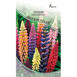 Люпин многолетний Рассел страйн микс