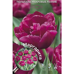 Тюльпан Махровый Ранний Маргарита