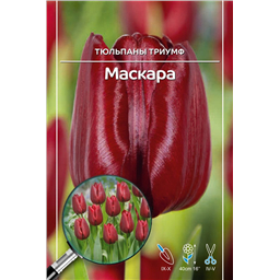 Тюльпан Триумф Маскара