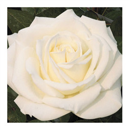 Маунт Шаста