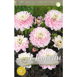 Мелоди Хармони