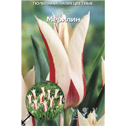 Тюльпан Лилиецветный Мерилин