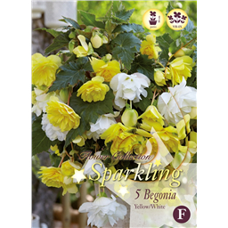 Микс бегоний Каскад Желто-Белых
