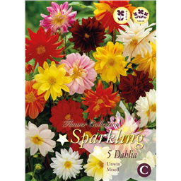 Микс георгин Анвин